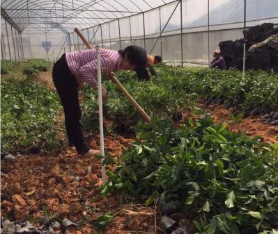 牛大力种植 牛大力苗 牛大力小叶中大叶苗均有货