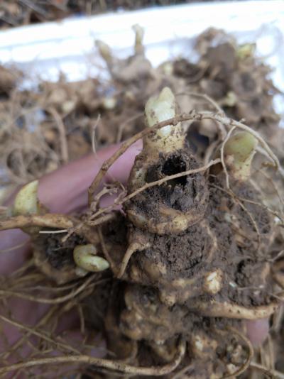 名贵中药材竹节参白三七野三七鲜货块茎