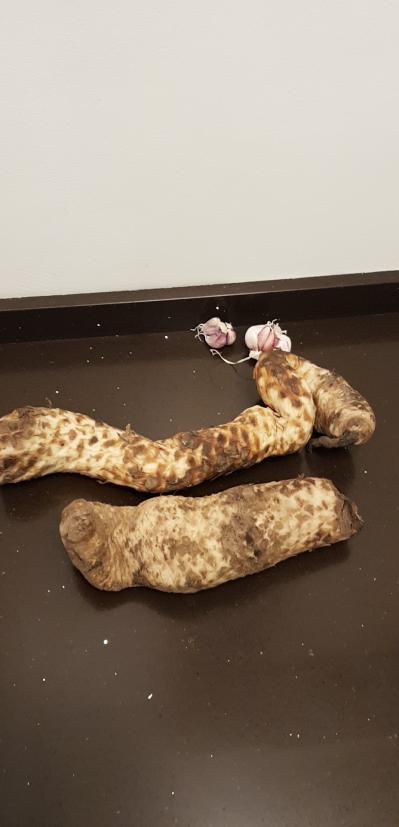 哈萨克斯坦野生肉苁蓉30吨，正在采挖，也可以晒干取货