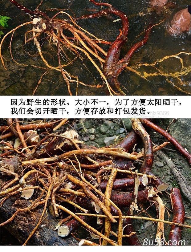 野生五指毛桃