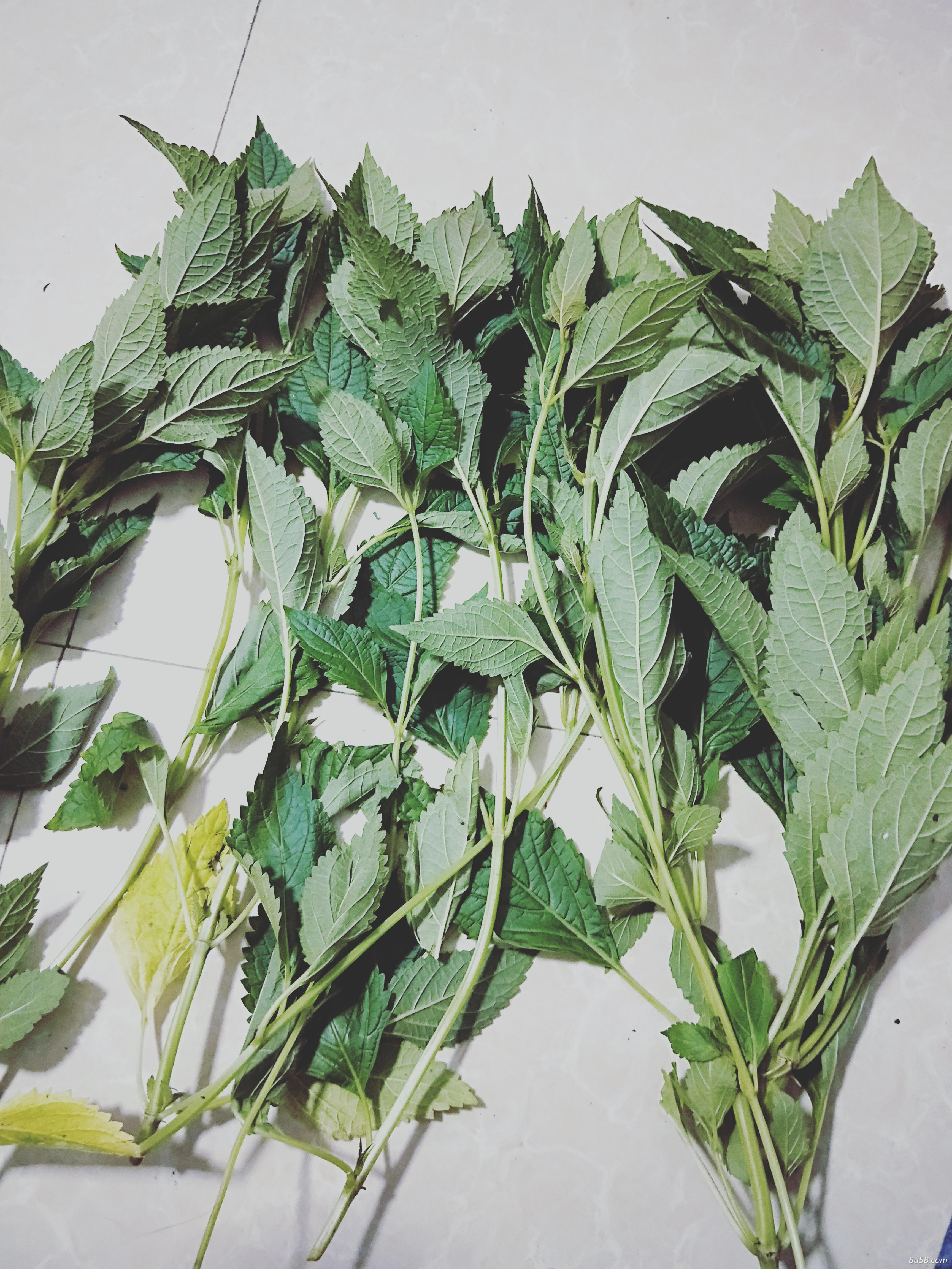 自家种的溪黄草