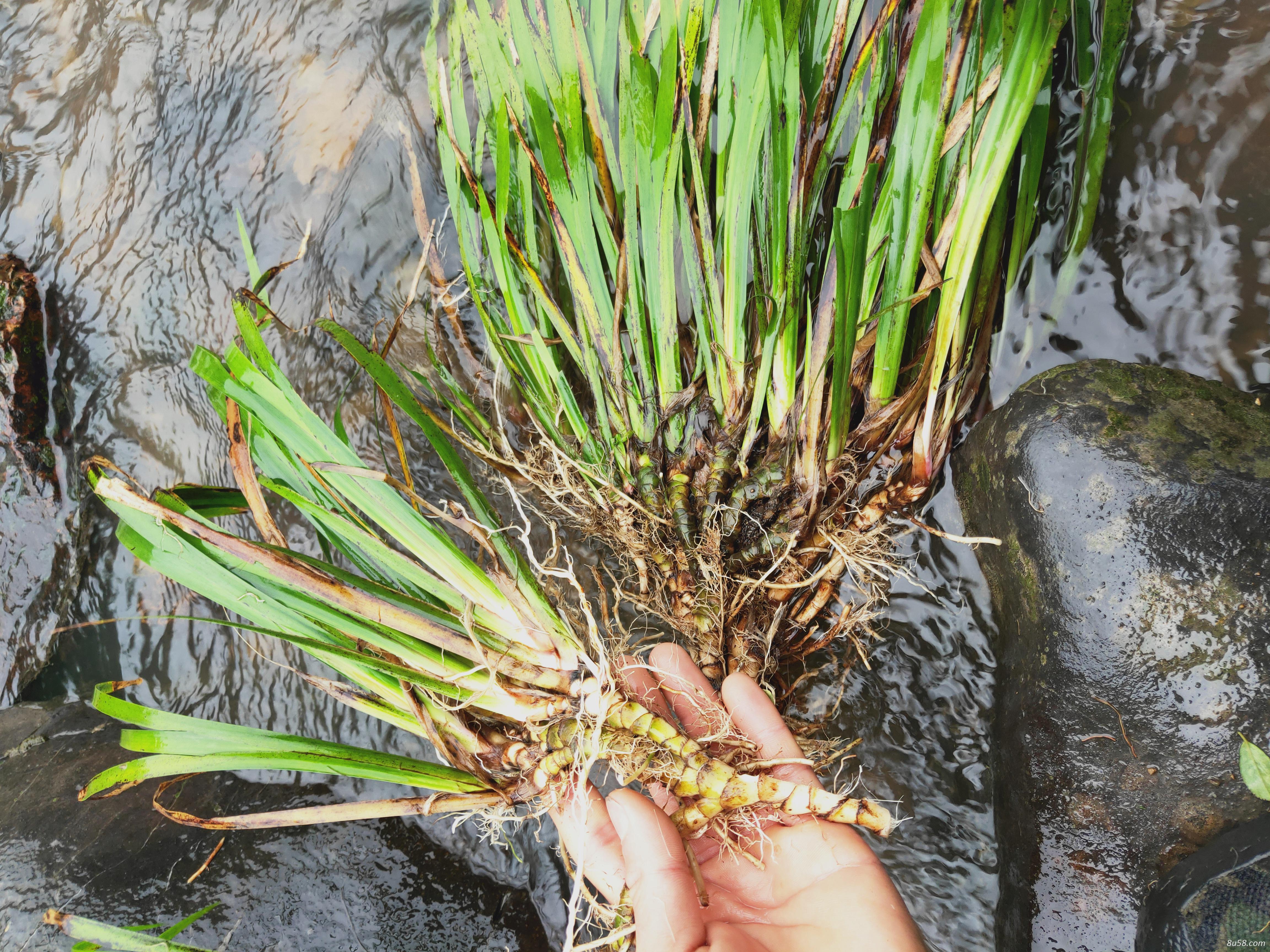 石菖蒲