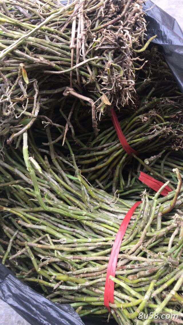 美花石斛