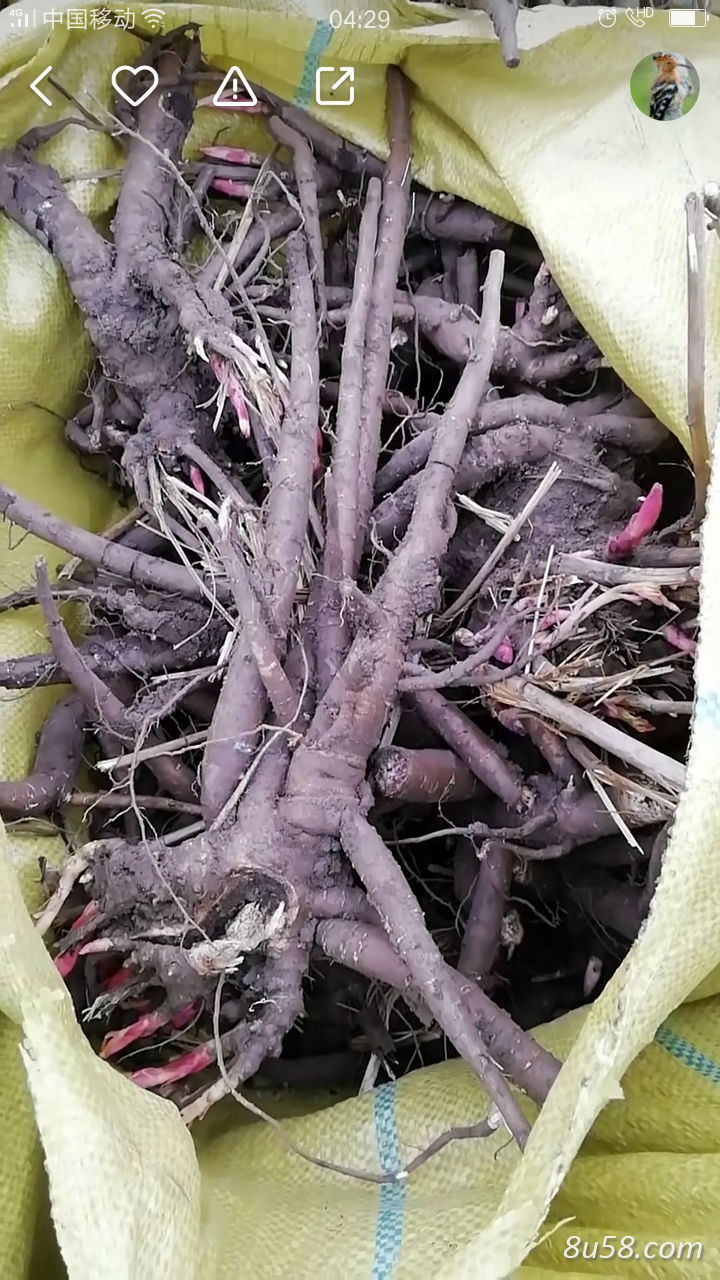 甘肃赤芍药出售 甘肃赤芍药出售