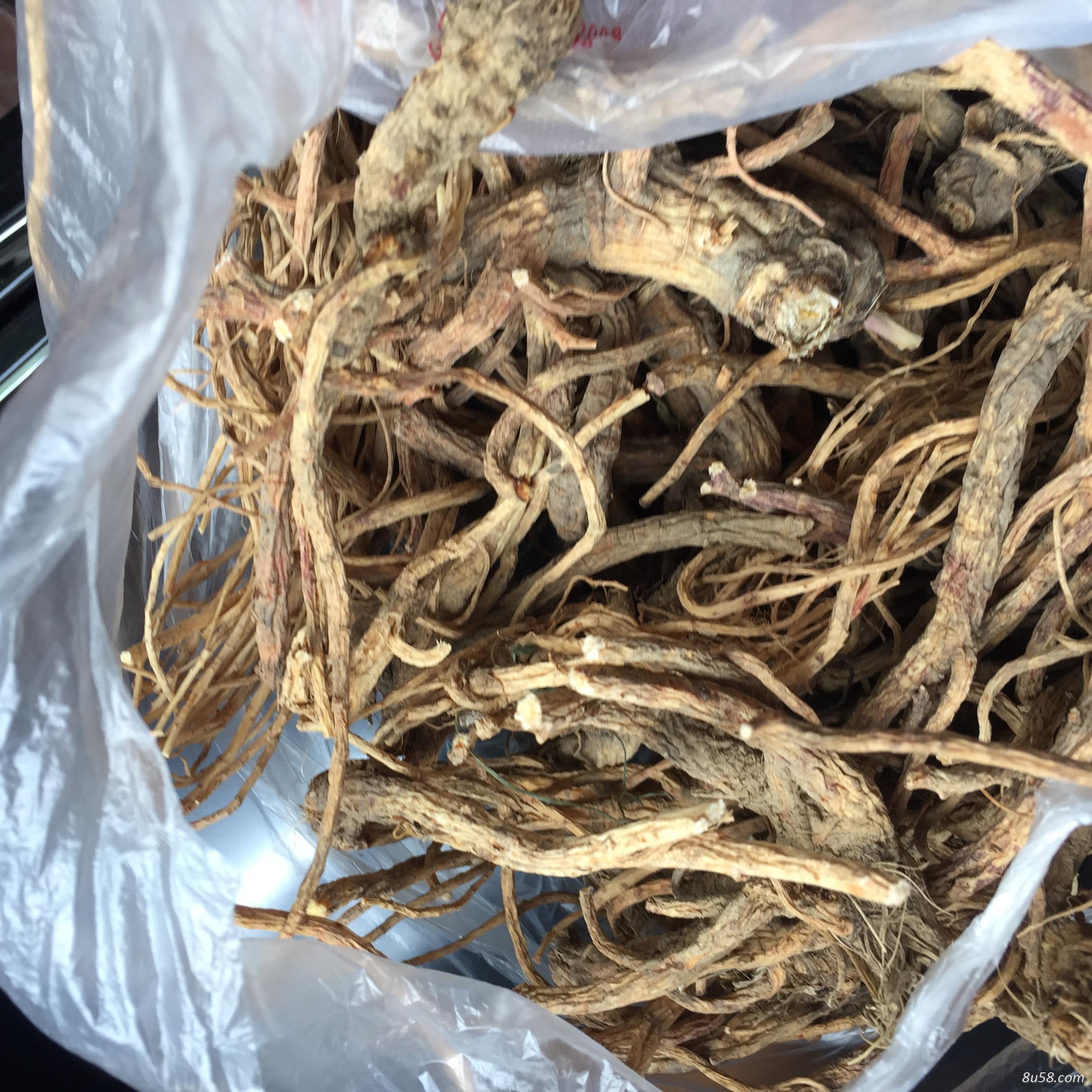 贵州高山前胡