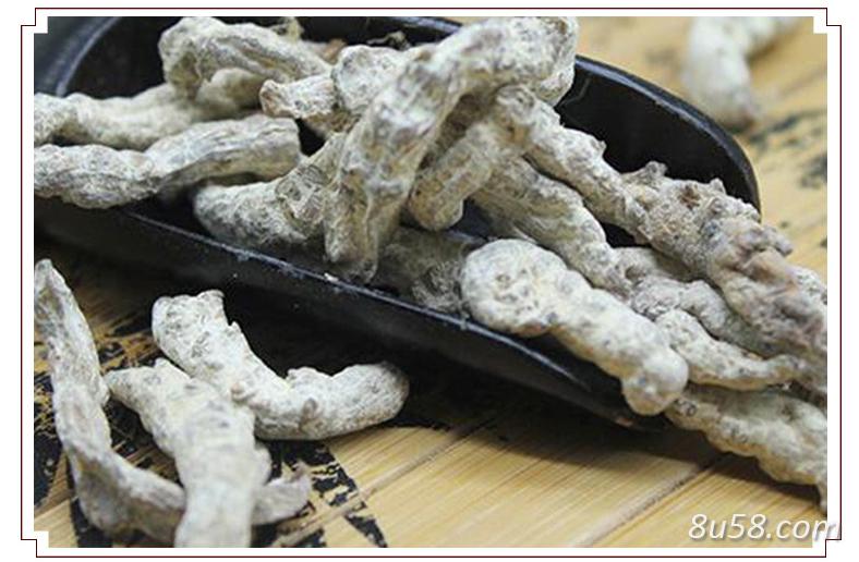 全年供应僵蚕，拒绝中间商