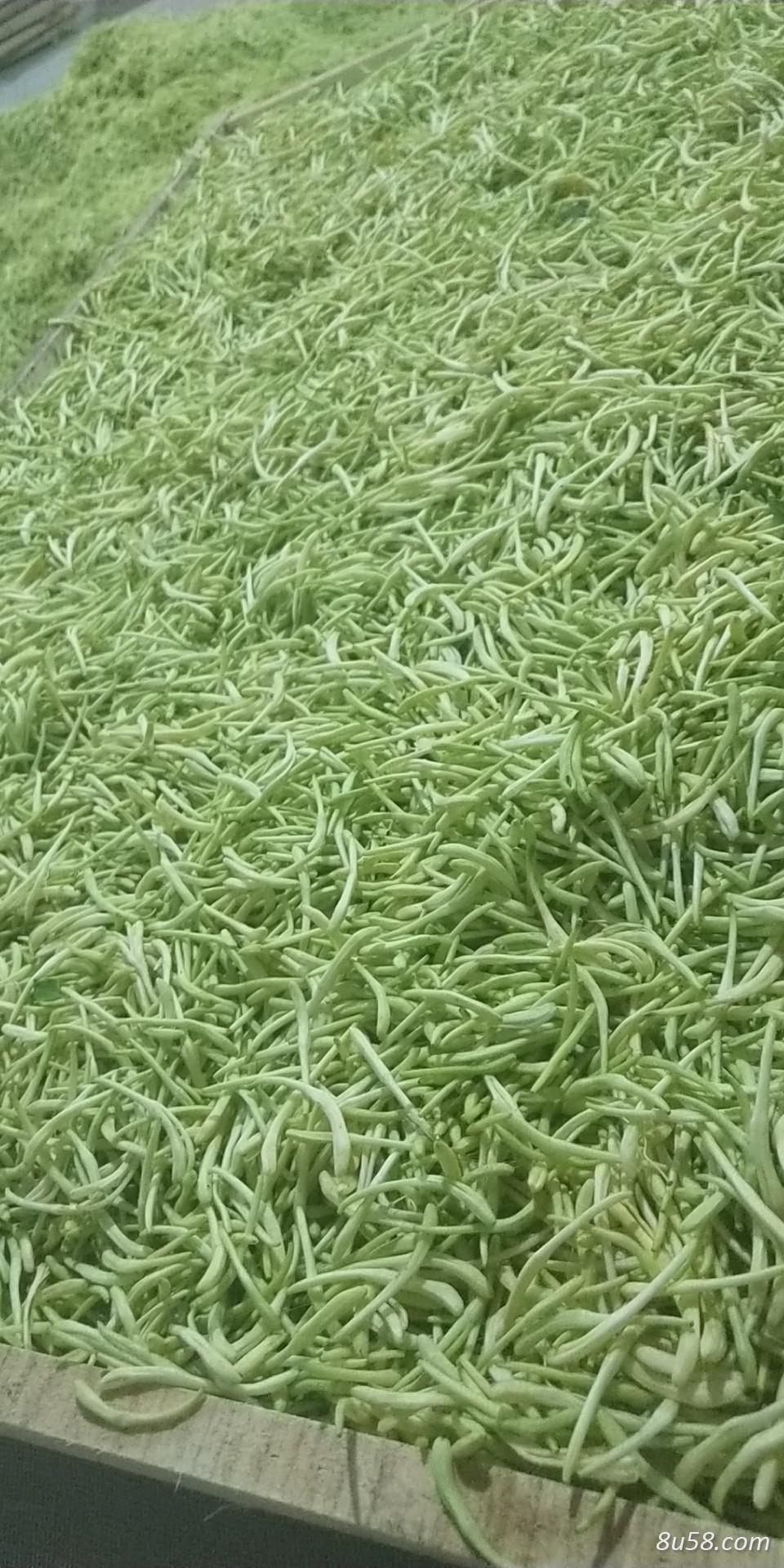 大量，新烘干，阴干金银花