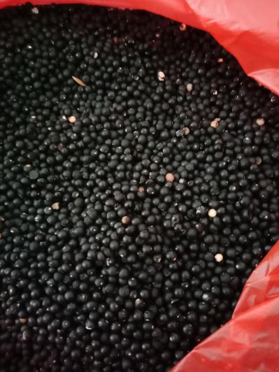 广西良种大天冬种子大量出售，颗粒饱满，产量高，效益好，易种植，好管理，无需防病打虫，只需要除草施肥