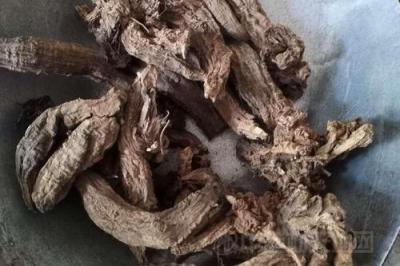 有大量玄参