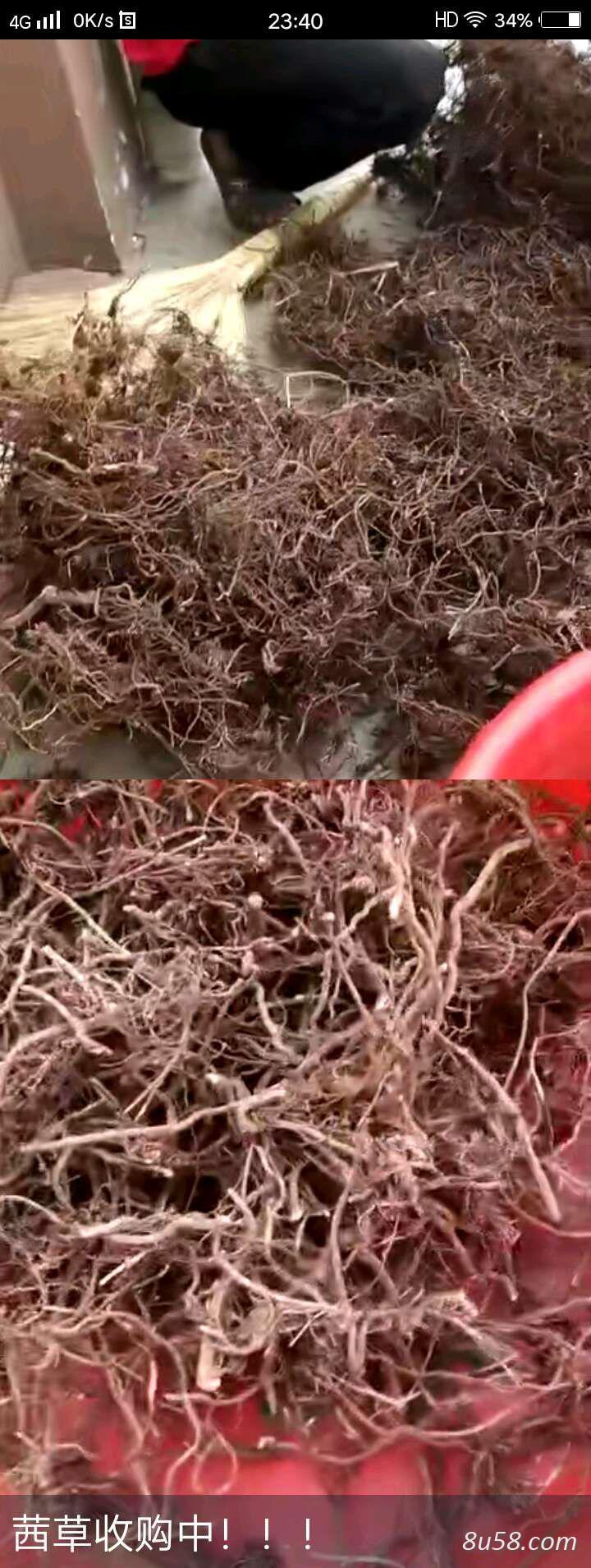 出售茜草