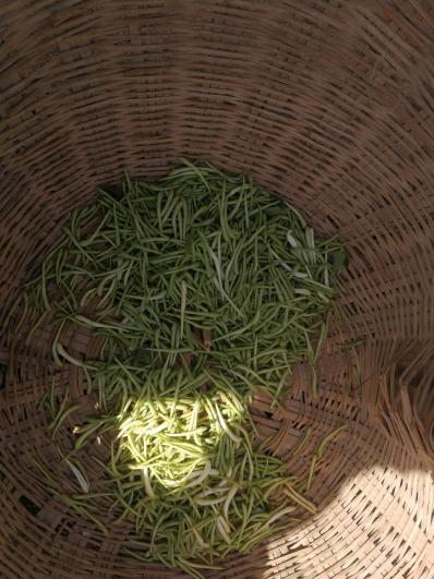金银花刚采摘阴干的现货