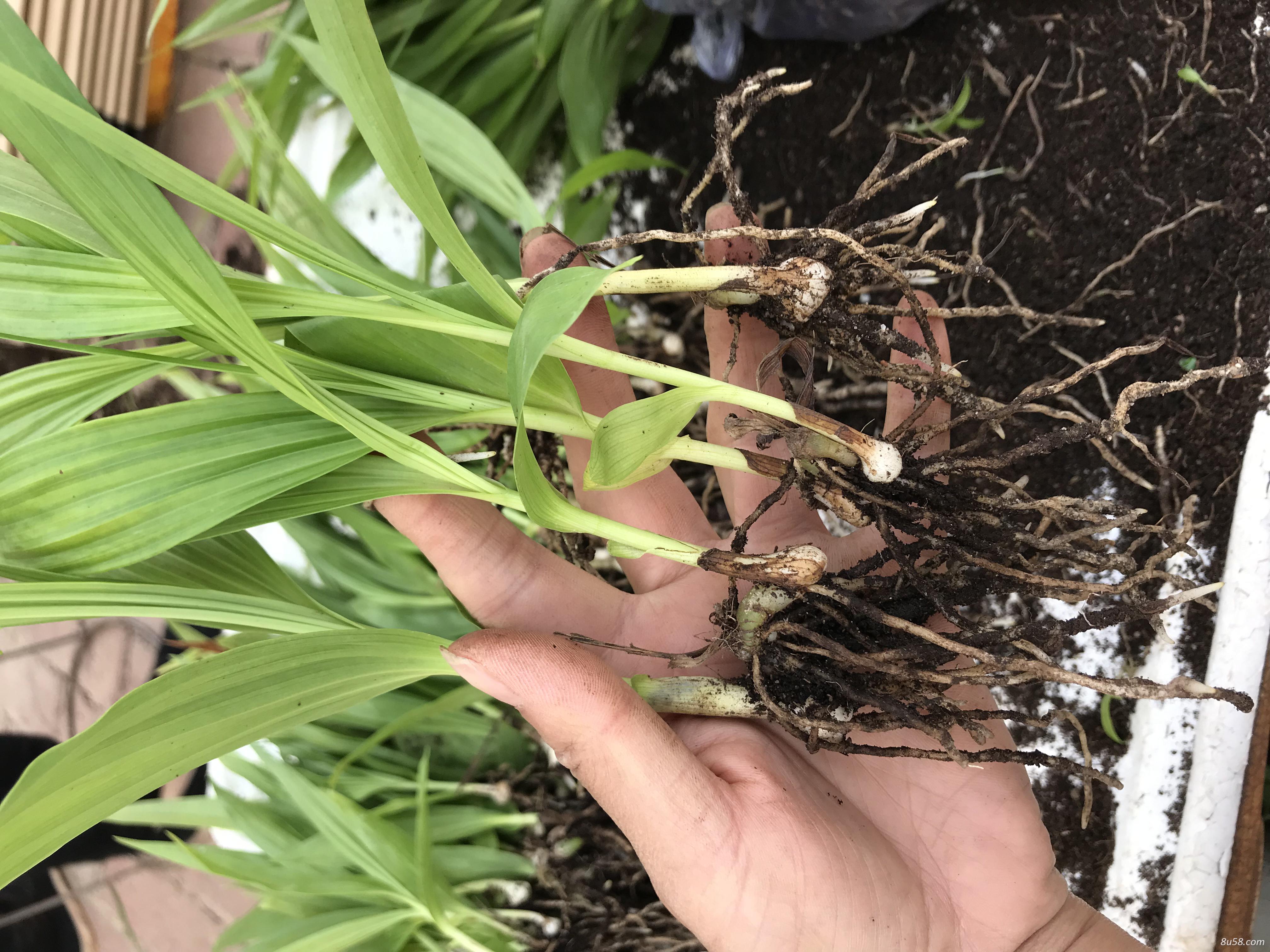 白芨苗 直播苗和驯化苗 白芨苗 直播苗和驯化苗