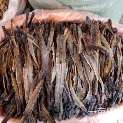 有大量百分百全野生地龙、质量保证