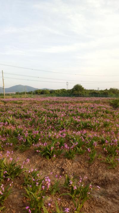 出售安徽大别山野生紫花宽叶三叉白芨种苗