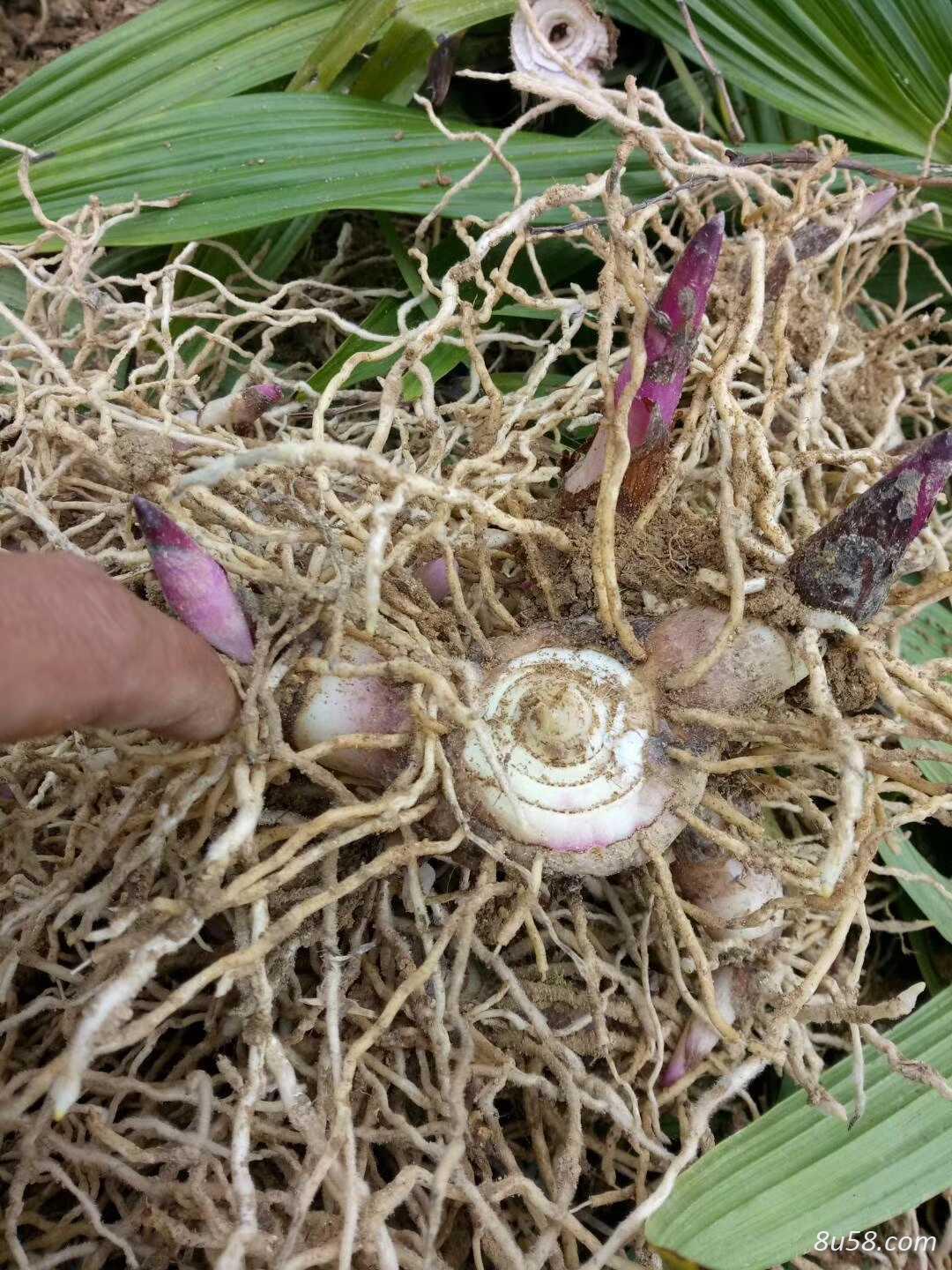 长期出售紫花白芨鲜货和种苗 长期出售紫花白芨鲜货和种苗