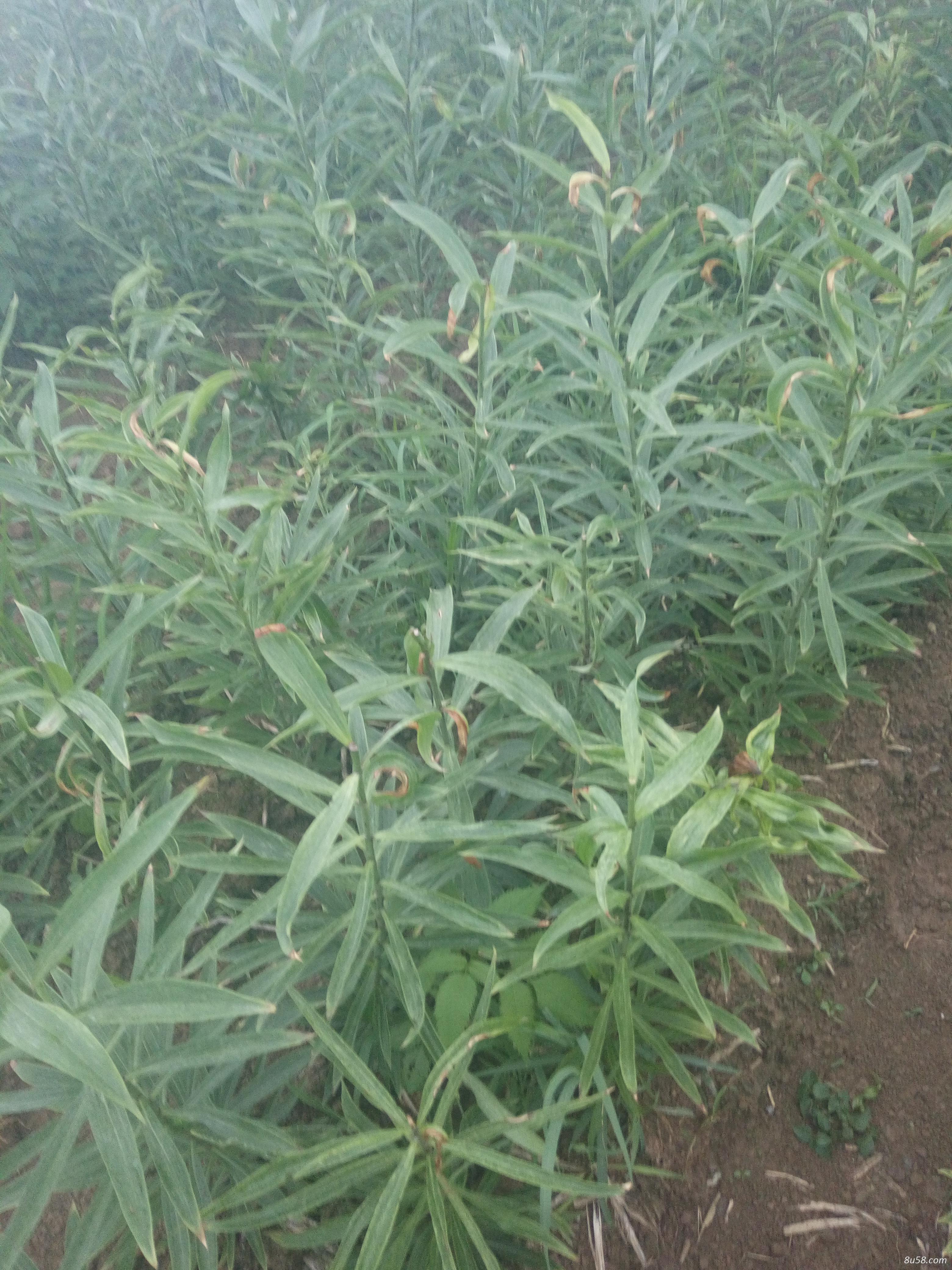 百合种植基地直供2019年大量百合供应