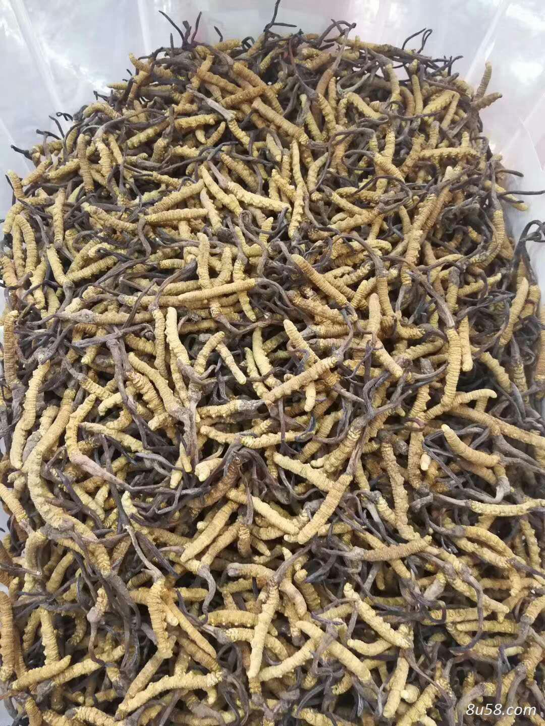 冬虫夏草可货到付款