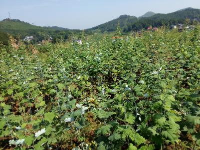 搏落回叶子果夹