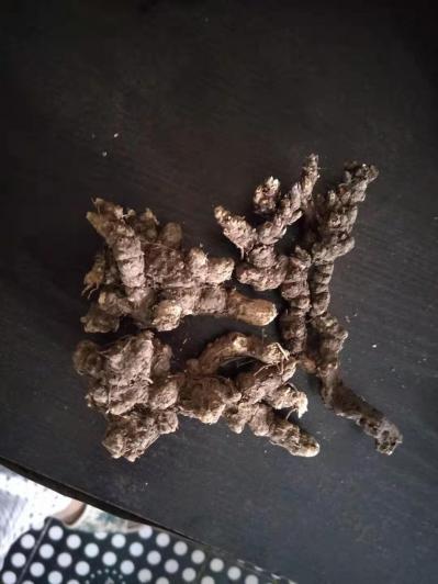 出售野生苍术