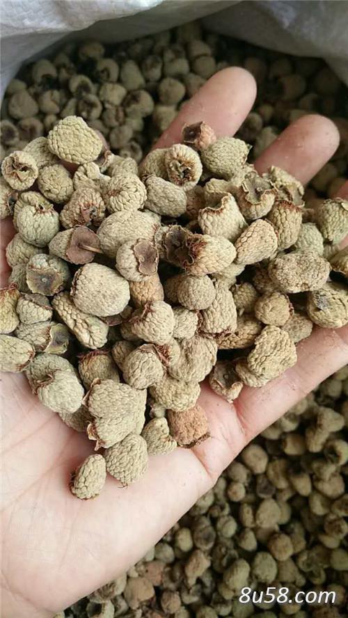 出售 海拔600米纯野生覆盆子