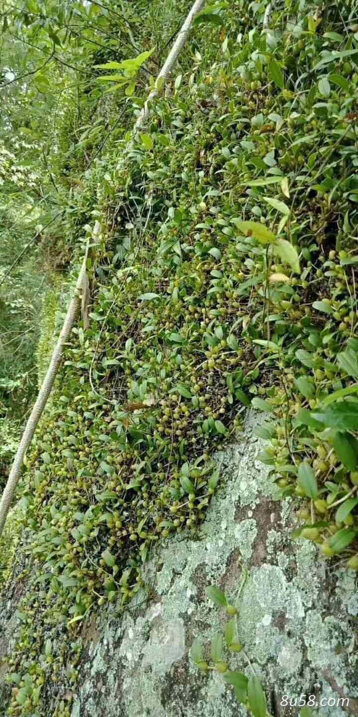 野生石仙桃