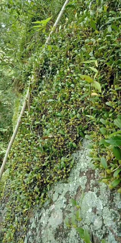 野生石仙桃