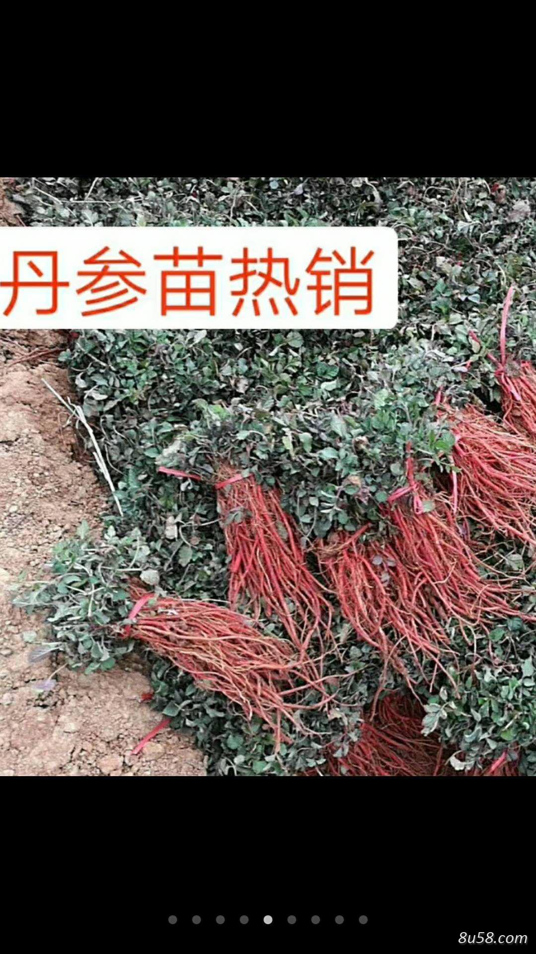 改良丹参苗