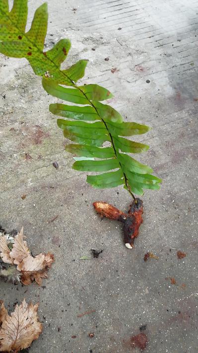 大量供应毛姜鲜品