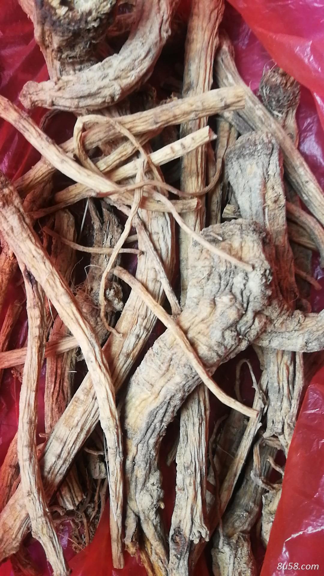 白花前胡 白花前胡