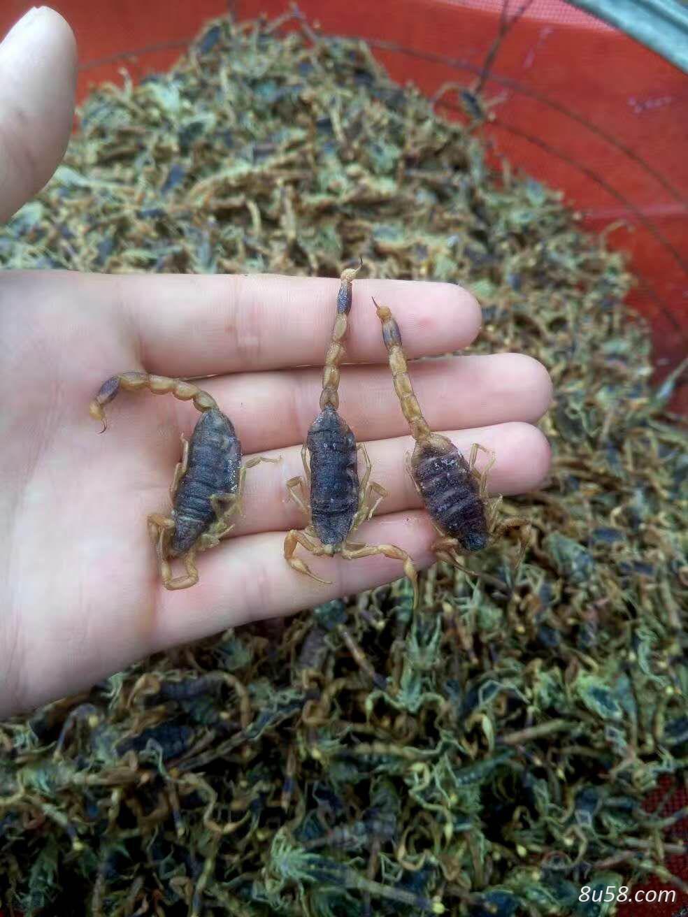 辽宁自抓纯野生蝎子可加工供应 辽宁自抓纯野生蝎子可加工供应