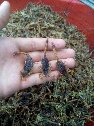 辽宁自抓纯野生蝎子可加工供应