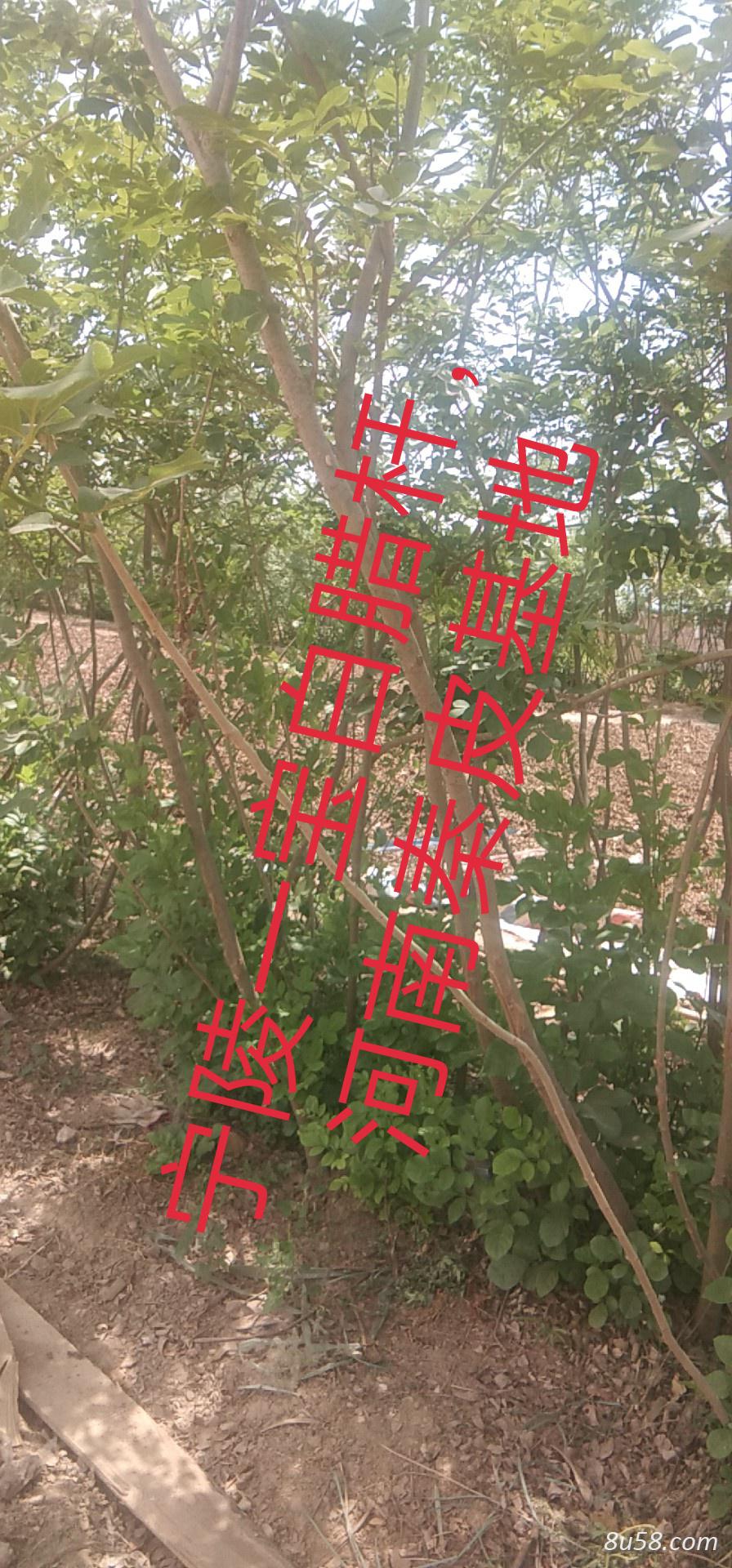 河南秦皮货丰，价稳