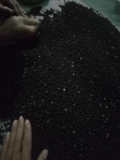 大量供应大天冬种子，大天冬种子苗，分株苗