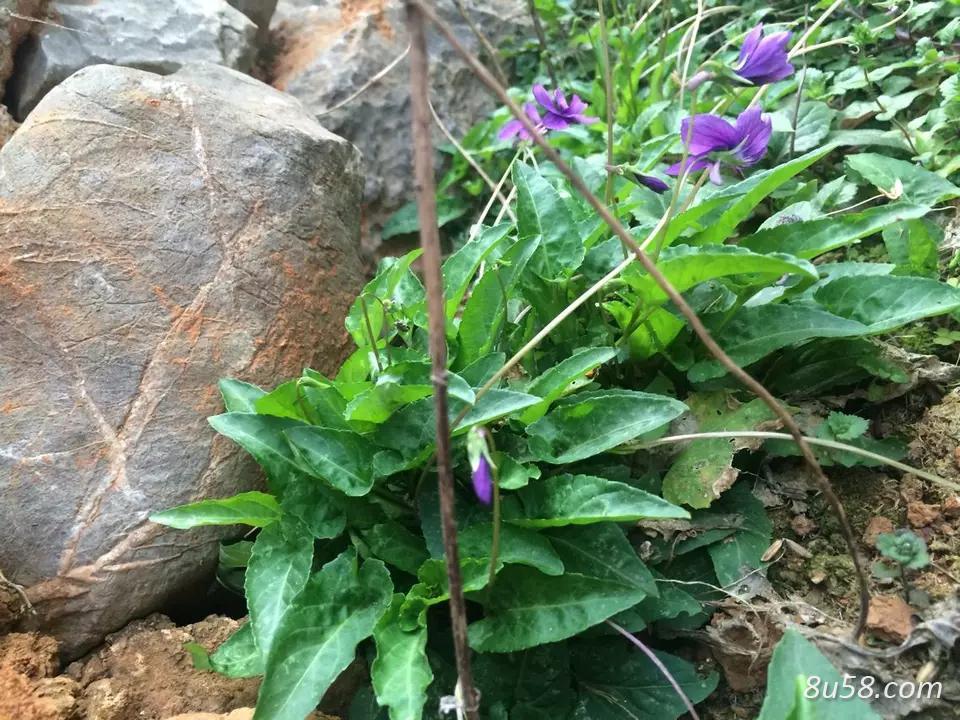 纯野生犁头草