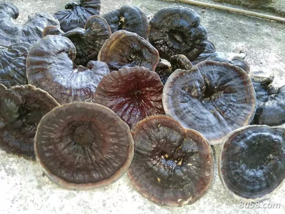 野生灵芝供应