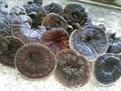 野生灵芝供应