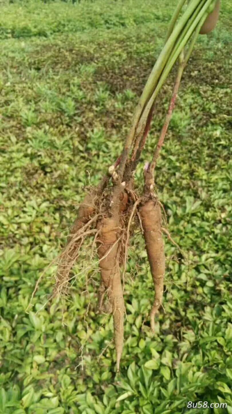 改良芍药苗