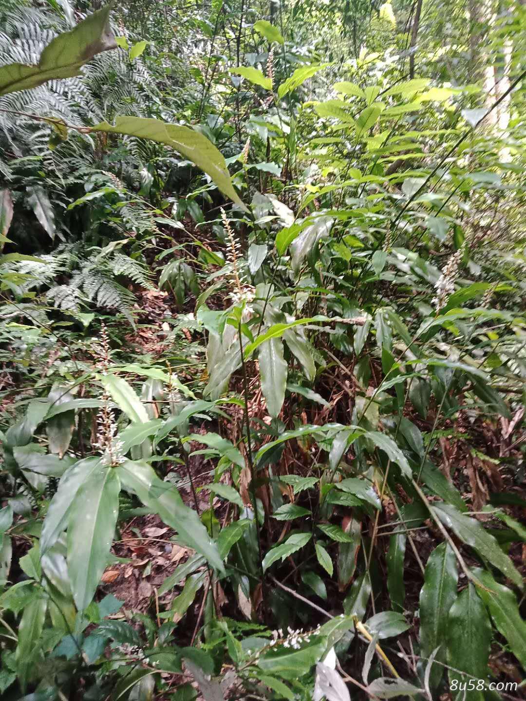 广东粤北野生狗脊,野山姜 广东粤北野生狗脊,野山姜