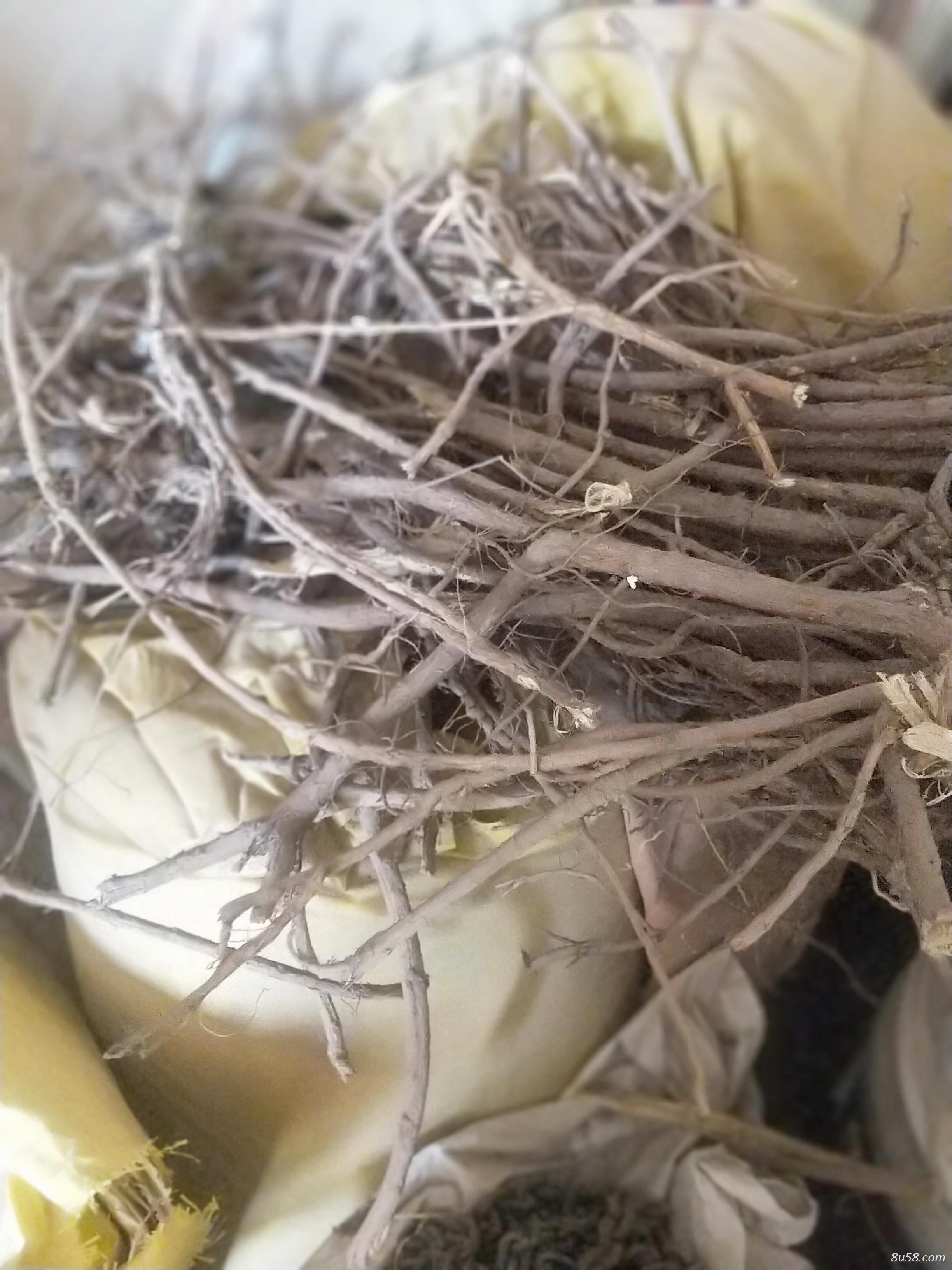 种植黄芪