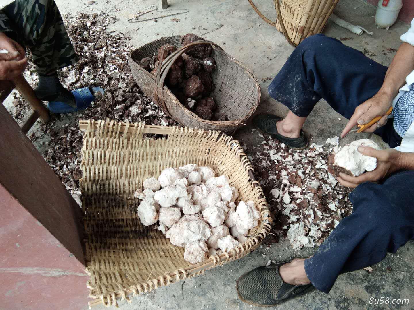 白茯苓原材料供应商