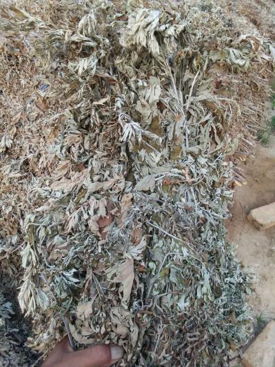艾草全颗现有一批（几百亩）艾草，等待买家来回收