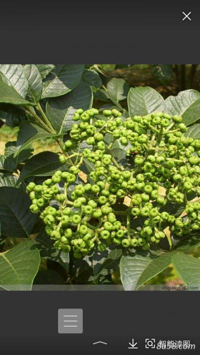 小花吴茱萸新货上市欢迎收购