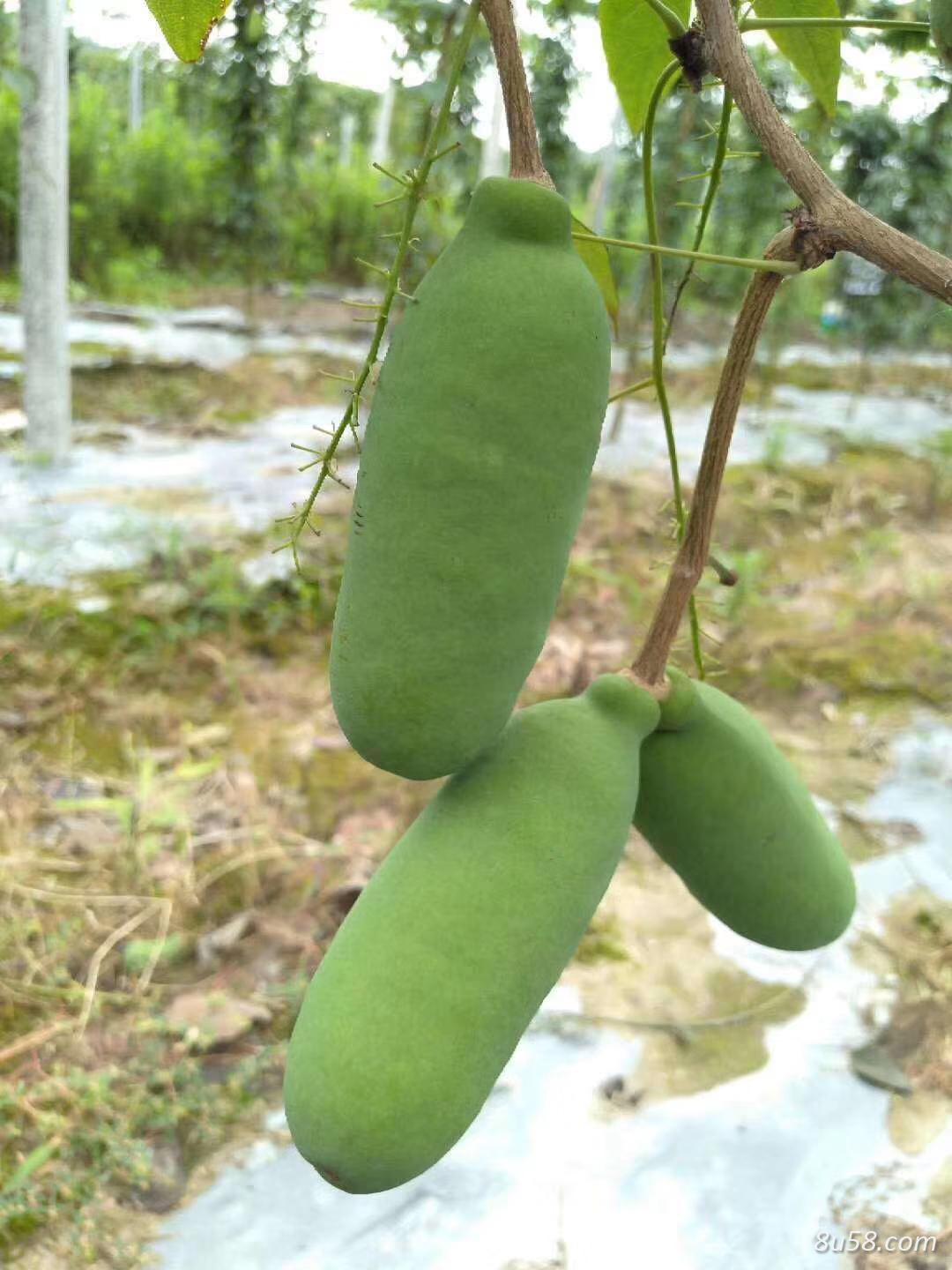 预知子