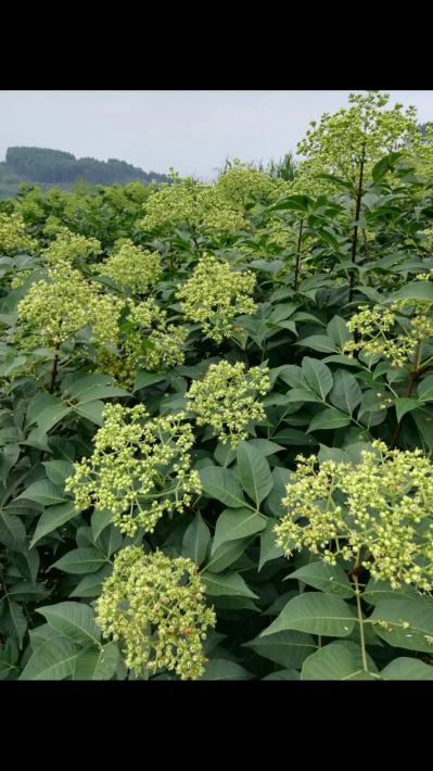 吴茱萸产区，供应大量中花吴茱萸生干货