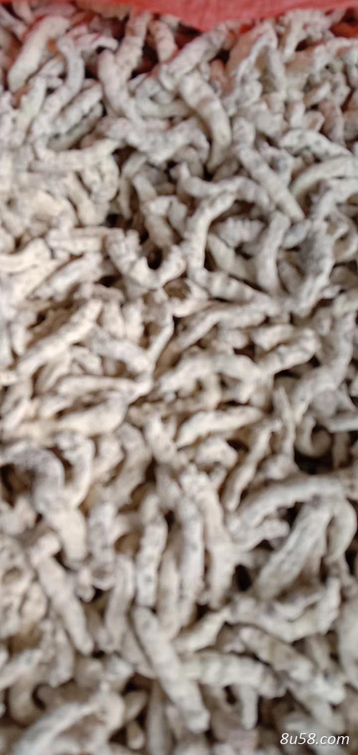僵蚕