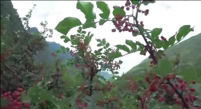 陕西万亩花椒大红袍种植基地