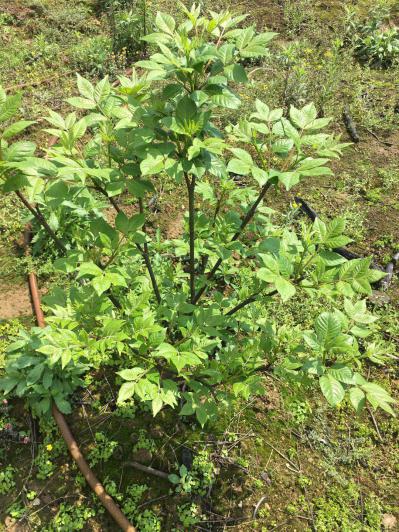 大量低价吴茱萸抛售300亩