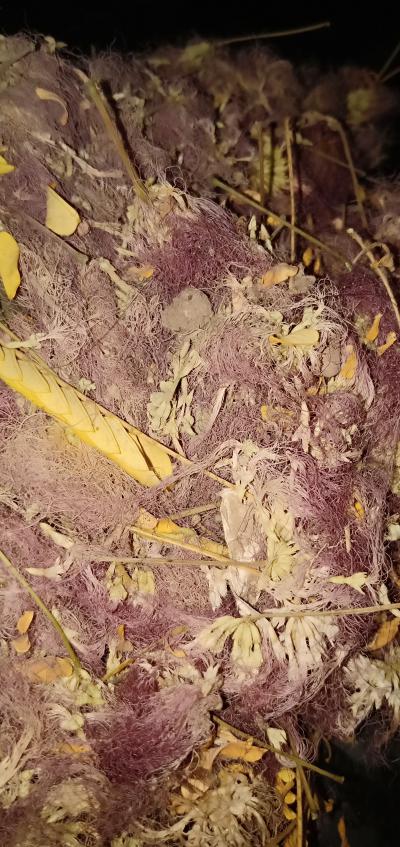 纯正野生合欢花