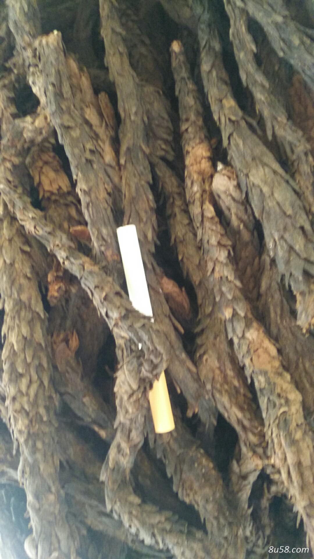 出售大芸