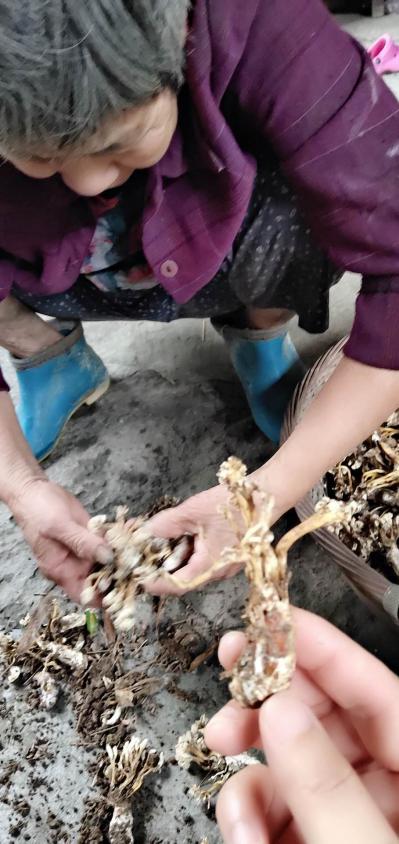 大量野生金蝉花，有需要的可以联系我